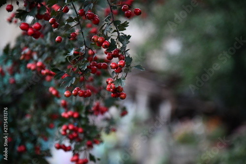 Cuadro en lienzo Red wild hawthorn berries on branches