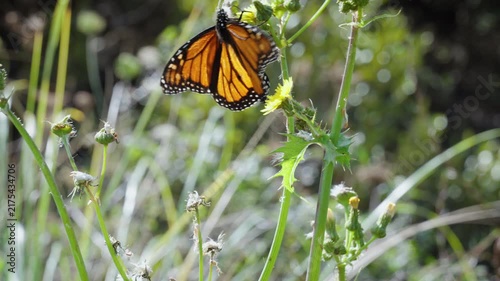Monarch Butterfly in New Zealand, Close Up Wildlife in Natural Vegetation