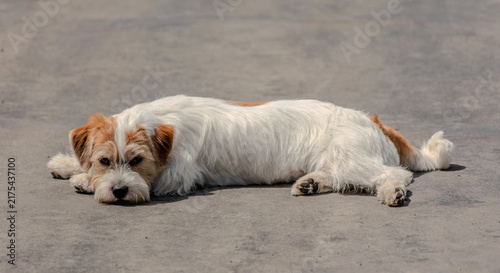 boomer puppy