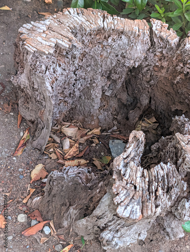 Foto Decaying Hollow Tree Stump Revealing Rugged Wood Texture and Natural Aging