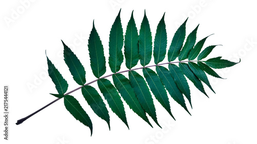 Cuadro en lienzo Single green pinnate leaf PNG isolated on transparent background