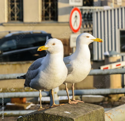 Two seagulls stand on a fence post along a canal in Riga