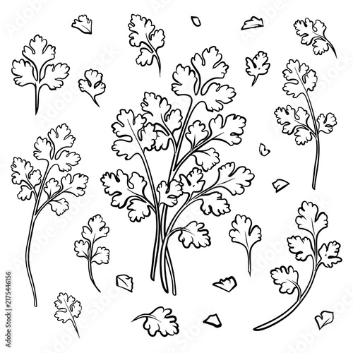 set Black and white line art hand drawn style of parsley leaves 