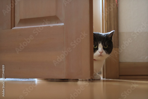 ドアの隙間から覗く猫　