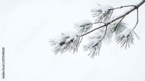 A single pine branch heavily laden with soft white snow rests against a blurred winter sky.