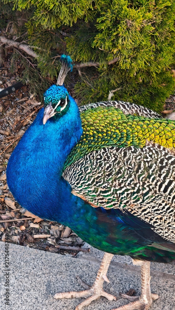 Obraz premium Colorful peacock standing in garden displaying vibrant iridescent plumage
