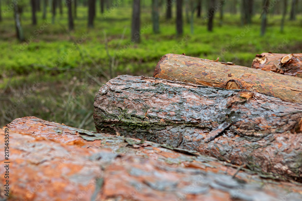 Fototapeta premium Logs resting in a tranquil forest setting during springtime exploration