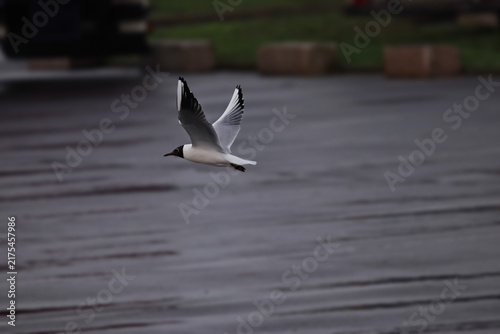 Принти на полотні A black-headed gull soars over the water, displaying its sweeping wingspan, elegant plumage, and dark head