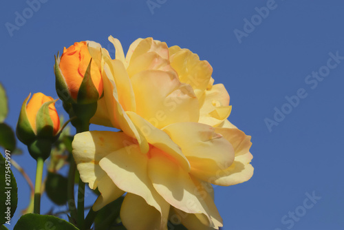 Obraz na plátně A blooming rose with unopened buds, a 'Julia Child' variety, under a blue sky