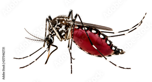 Cuadro en lienzo Blood Fed Aedes Aegypti Mosquito Side View