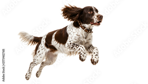 Foto English Springer Spaniel Jumping Happily in Midair