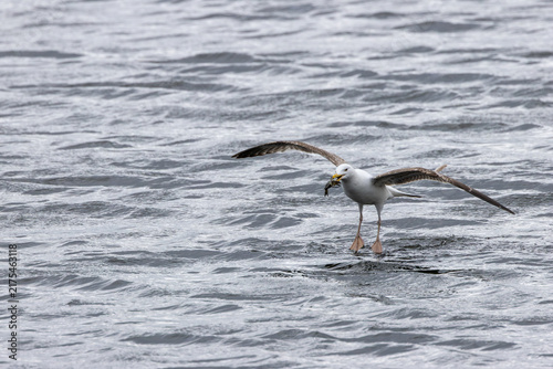 Obraz na płótnie Subadult Herring Gull Taking Off with a Crab