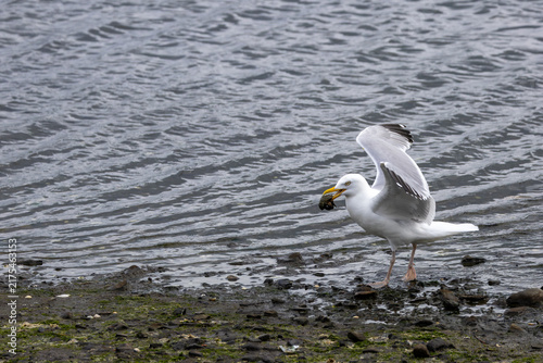Photography Adult herring gull with a crab at the shore