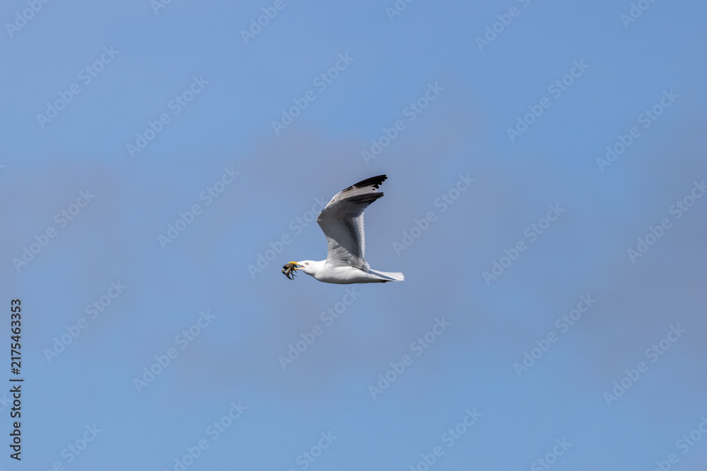 Obraz premium Adult herring gull flying with a crab in a blue sky