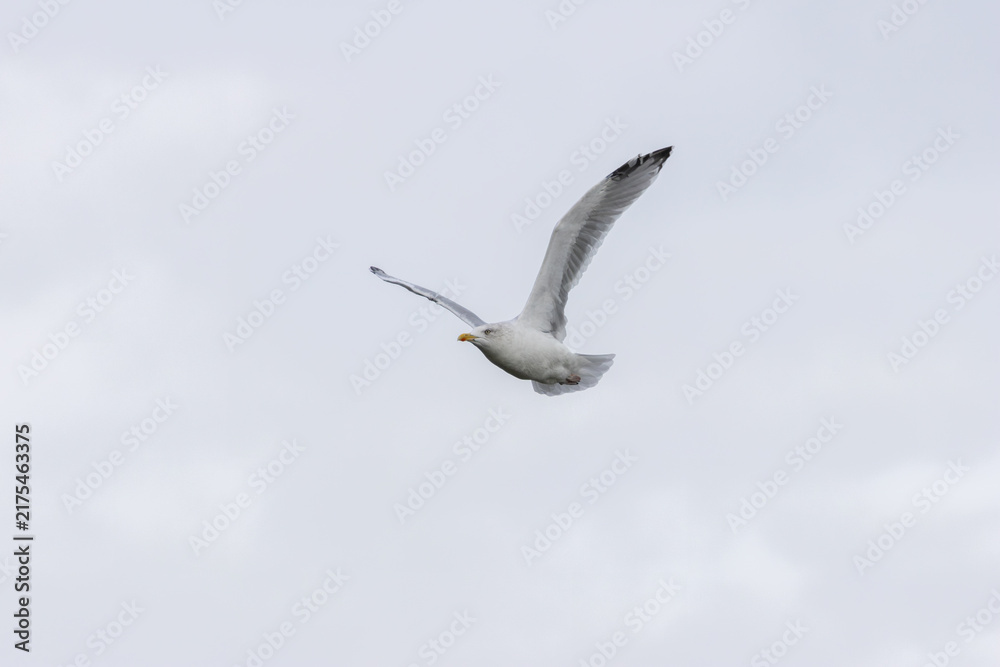 Obraz premium Adult herring gull in flight