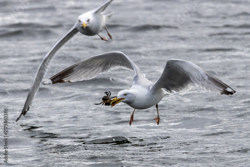 Photography Two adult herring gulls chasing a crab