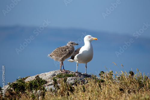 Photography Great black-backed gull, adult and juvenile, on a rock