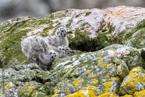Photography Two Gull Chicks on a Mossy Rock