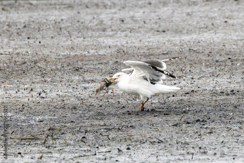 Wall Mural Adult Gull with a Crab on the Mudflats