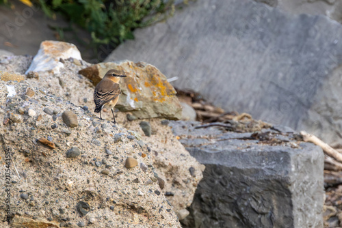 Photography Northern Wheatear on a Pebbly Rock