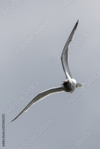 Canvas Print Adult herring gull overhead with a crab