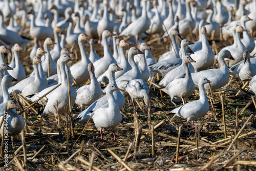 Fotografía Large flock of snow geese gathering on harvested field during migration season
