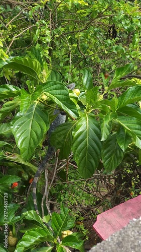 Butterflies Flying and Perching on Noni Tree Branch Near Iguana