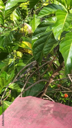 Pan Shot of Green Iguana Sunbathing on Noni Tree Foliage