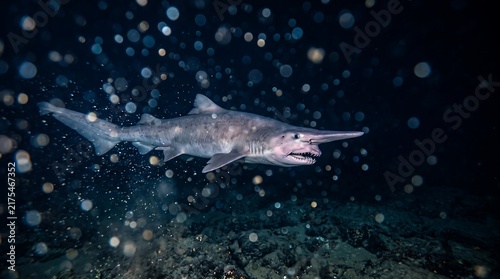 Obraz na płótnie goblin shark deep underwater