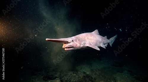 Obraz na płótnie goblin shark deep underwater