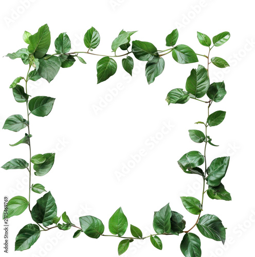 Green leafy vine frame PNG on transparent background, botanical border design