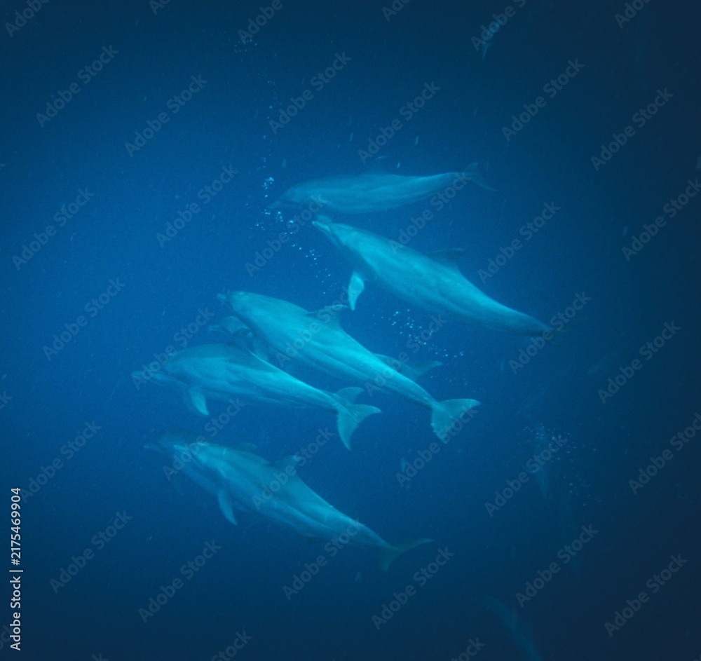 Fototapeta premium A pod of Pacific white-sided dolphins swimming and surfacing in the ocean at sunset, illuminated by warm golden evening light.