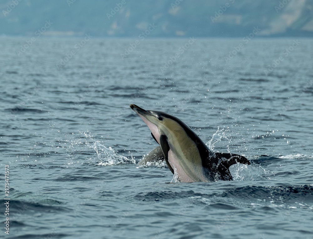 Obraz premium A pod of Pacific white-sided dolphins swimming and surfacing in the ocean at sunset, illuminated by warm golden evening light.