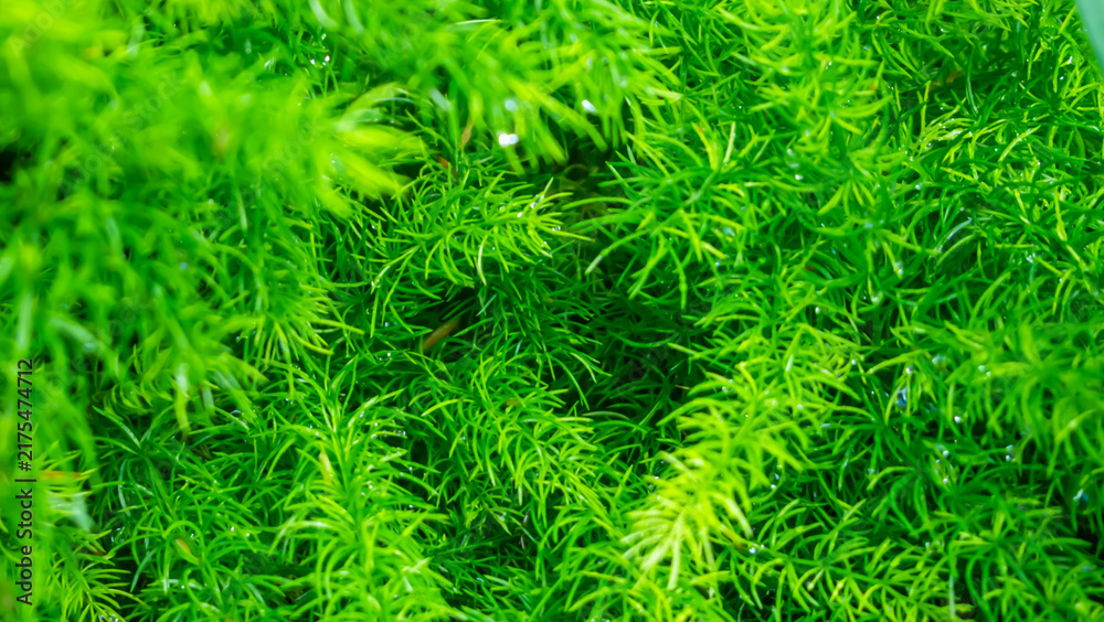Fototapeta premium Asparagus fern leaves growing dense in garden