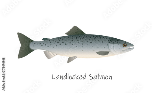 Detailed landlocked salmon isolated on white background with species name text. Vector illustration isolated on white background