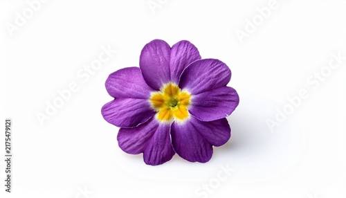 Single Purple Primrose Flower Isolated On White Background
