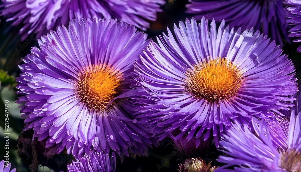 Obraz premium Purple Asters Close Up