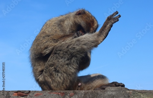 Canvas Print Barbary Macaque (Macaca sylvanus) in Gibraltar.
