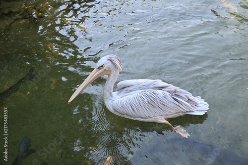 Obraz na plátně great white pelican in zoo enclosure, great white pelican standing in a zoo enclosure
