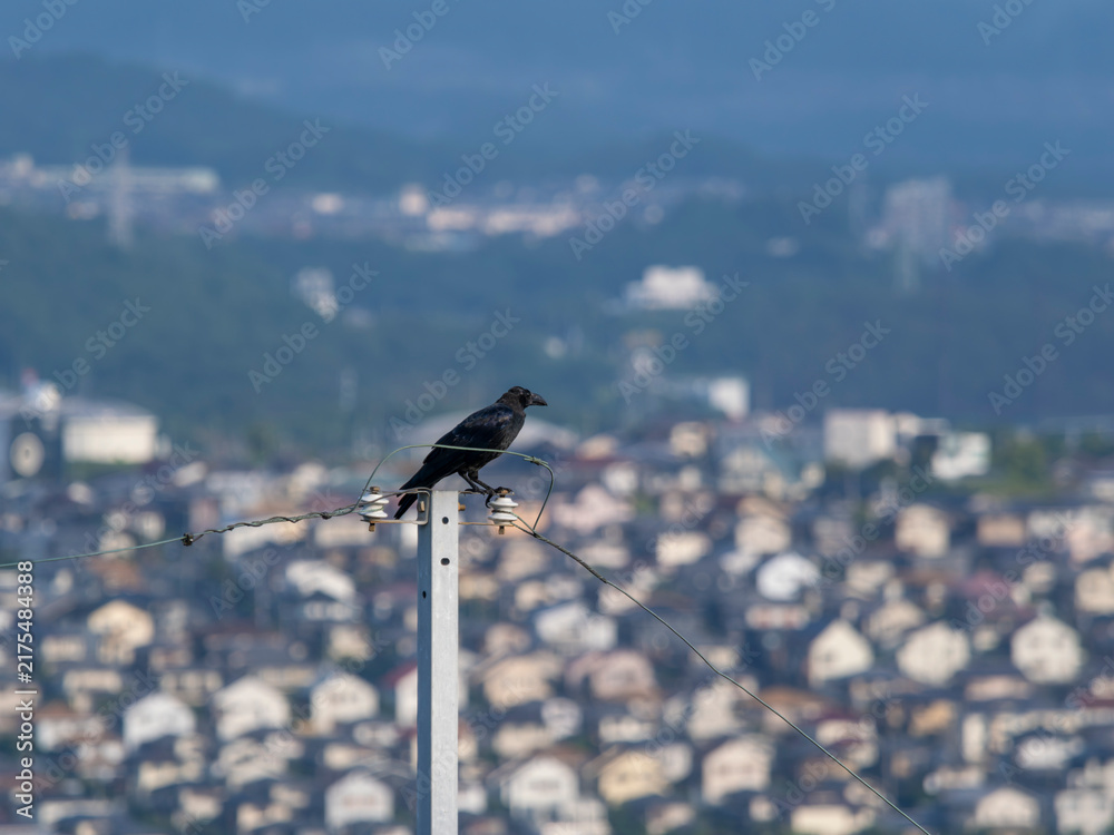 Naklejka premium 電柱の先端に止まるカラスと街の風景