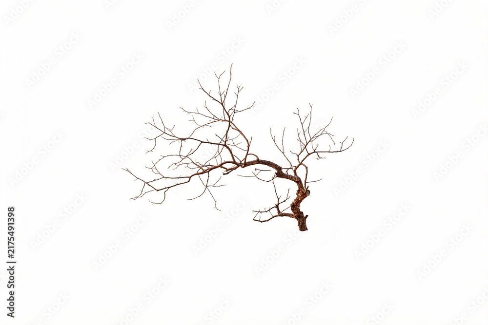 Fototapeta premium Bare dry winter branch isolated on white background minimalist nature