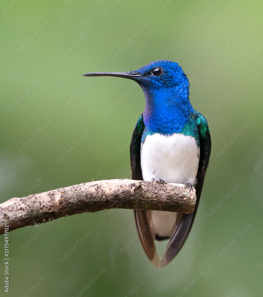 Fototapeta premium Male White-necked Jacobin (Florisuga mellivora), Peru