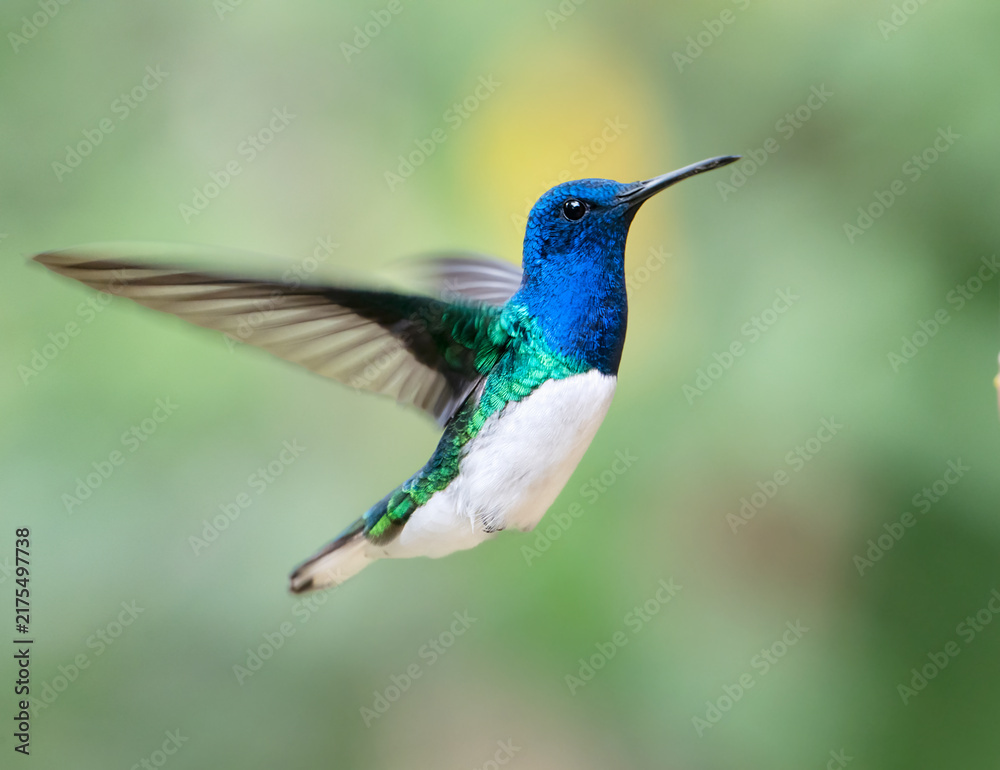 Obraz premium Male White-necked Jacobin (Florisuga mellivora), hovering in air, Peru