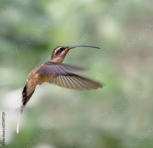 Foto Great-billed Hermit (Phaethornis malaris) hovering in midair, Manu National Park