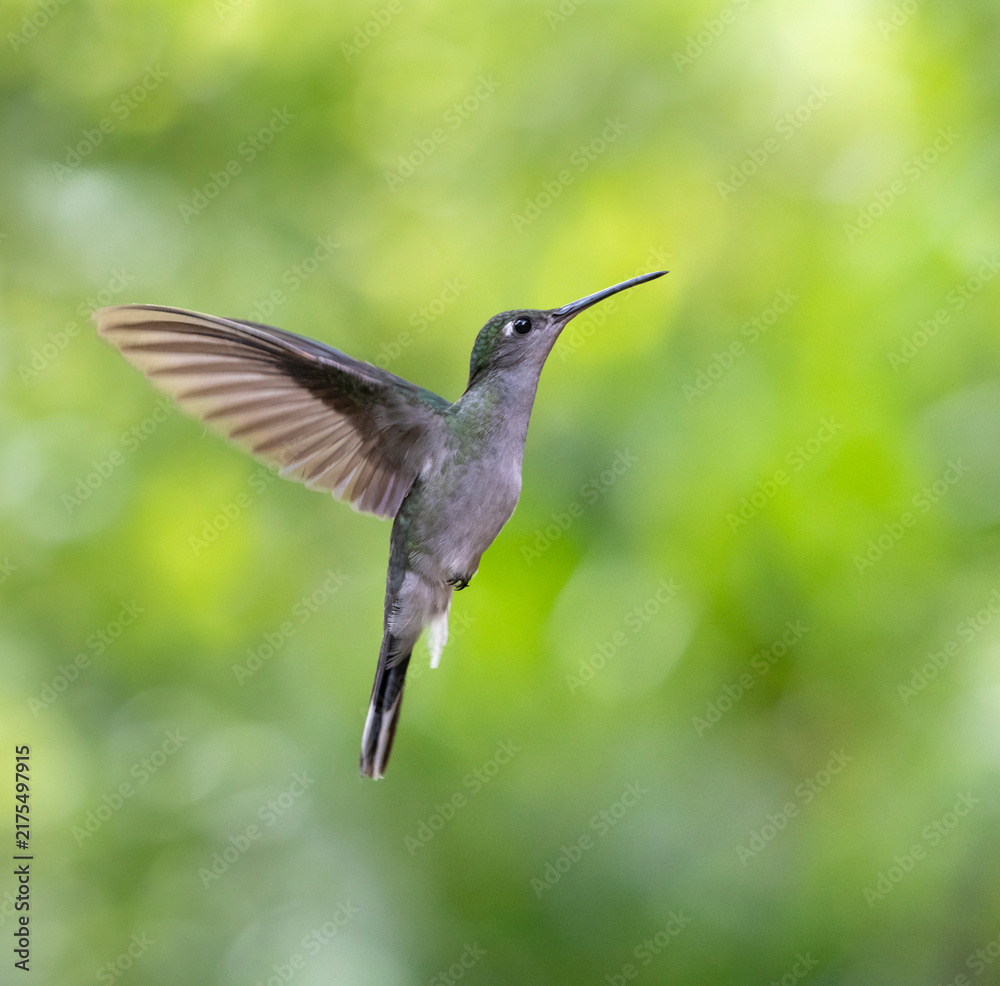 Fototapeta premium Gray-breasted Sabrewing (Campylopterus largipennis) in Manu National Park, Peru