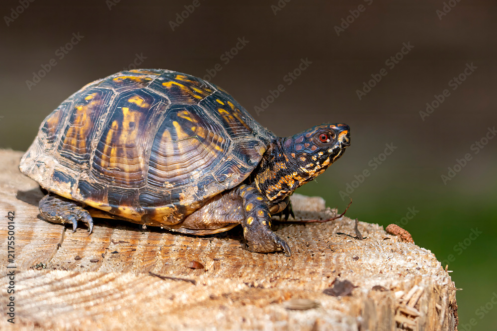 Obraz premium turtle on a tree