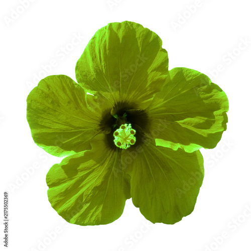 Green flower macro