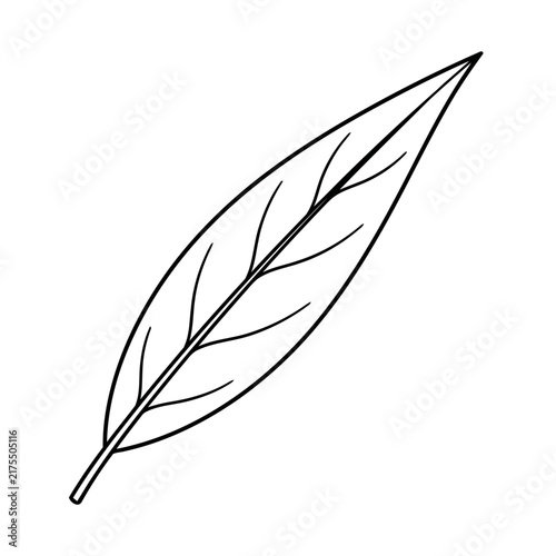 Outline of a single leaf