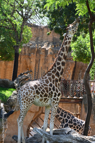 Canvas Print giraffe in zoo enclosure, giraffe standing in a zoo enclosure