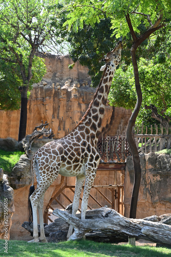 Photography giraffe in zoo enclosure, giraffe standing in a zoo enclosure
